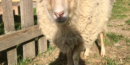 Urlaub auf dem Bauernhof - Tiere am Hof: Ziegen - Niederösterreich - Schaf - Büchlhof 