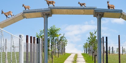 vacanza in fattoria - Reiten - Bassa Austria - Einzigartiges Tiererlebenis im Wildpark Hochrieß,
für unsere Urlaubsgäste ist der tägl. Eintritt inkludiert.
Am Bild: Steinockübergang auf 6m Höhe, dieser verbindet die 2 Gehege. - Die Hochrieß