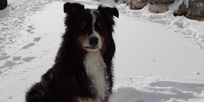 Urlaub auf dem Bauernhof - Jahreszeit: Winter-Urlaub - Steiermark - Unser Familienhund Bobby - Brigitte und Martin Weichbold