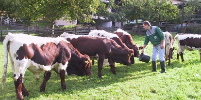 Urlaub auf dem Bauernhof - Jenig - Unsere Pinzgauer-Kühe auf der Wiese - Bio-Bauernhof Auernig