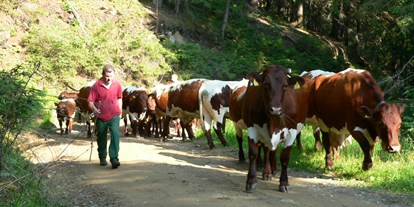 Urlaub auf dem Bauernhof - Umgebung: Urlaub am Fluss - Flachau - Almauftrieb mit Kühen - Bio-Bauernhof Auernig