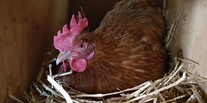 Urlaub auf dem Bauernhof - Österreich - Eier holen bei den Hennen - Bio-Bauernhof Auernig