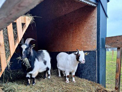Urlaub auf dem Bauernhof - Tiere am Hof: Kühe - Salzburg - Bauernbräugut