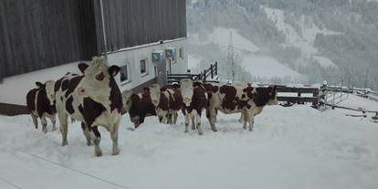 Urlaub auf dem Bauernhof - Tiere am Hof: Ponys - Salzburg - Bio Bauernhof Oberbenk