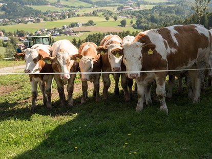 Urlaub auf dem Bauernhof - Mithilfe beim: Eier sammeln - Österreich - Promschhof Ferienhaus