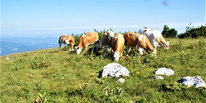 Urlaub auf dem Bauernhof - Art der Landwirtschaft: Tierhaltung - Oberösterreich - Petra und Albert Zopf/ Feichtingerhof