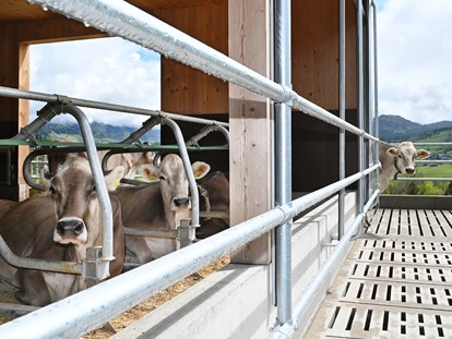 Urlaub auf dem Bauernhof - Umgebung: Urlaub in den Wäldern - Auch unsere Kühe genießen die Aussicht und die frische Luft! - Ferienhof Landerleben