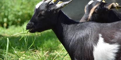 Urlaub auf dem Bauernhof - Mithilfe beim: Tiere füttern - Baden-Württemberg - Unsere Ziegen - Ferienhof Frei