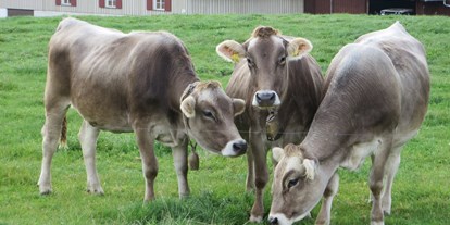 Urlaub auf dem Bauernhof - Rodeln - Baden-Württemberg - Unsere Kühe - Ferienhof Frei