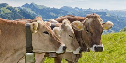 Urlaub auf dem Bauernhof - Mithilfe beim: Tiere füttern - Bayern - so schön ist das Allgäu - Veiter-Hof
