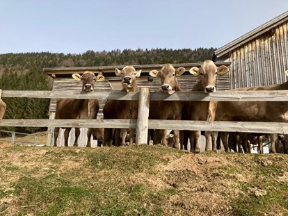 Urlaub auf dem Bauernhof - Mithilfe beim: Tiere füttern - Österreich - Ferienhof Sonne