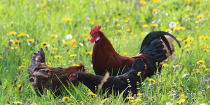 Urlaub auf dem Bauernhof - Tiere am Hof: Hühner - Niederösterreich - Hahn und Hennen auf der Blumenwiese - Biohof Lueg