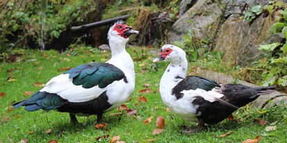 Urlaub auf dem Bauernhof - Tiere am Hof: Schweine - Niederösterreich - Entenpaar - Biohof Lueg