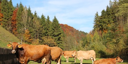 Urlaub auf dem Bauernhof - Hollenstein an der Ybbs - Murbodner Kühe auf der Herbstweide - Biohof Lueg