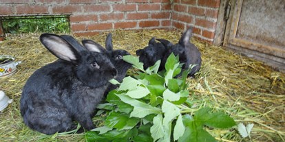 Urlaub auf dem Bauernhof - Mithilfe beim: Eier sammeln - Niederösterreich - Hasen in der Hasenvilla - Biohof Lueg