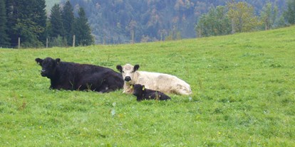 Urlaub auf dem Bauernhof - Tiere am Hof: Lamas - Bayern - Der AuszeitHof