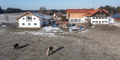 Urlaub auf dem Bauernhof - Tiere am Hof: Ponys - Bayern - Biohof Stadler