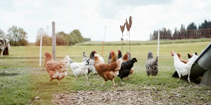 Urlaub auf dem Bauernhof - Mithilfe beim: Tiere füttern - Bayern - Unsere Mischung verschiedenster Hühnerrassen. - Biohof Stadler