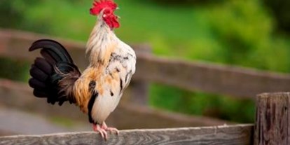 Urlaub auf dem Bauernhof - Tiere am Hof: Hühner - Steiermark - Unser Biowecker - Schwalbenhof