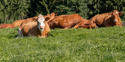 Urlaub auf dem Bauernhof - Mithilfe beim: Tiere füttern - Bayern - Kühe - Fuchshof