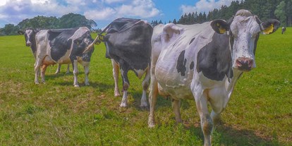Urlaub auf dem Bauernhof - Nordrhein-Westfalen - Unsere "Mädels" auf der Weide. Vom Frühjahr bis in den Herbst genießen unsere Kühe und die älteren Kälber den Weidegang. - Ferienhof Vennhof