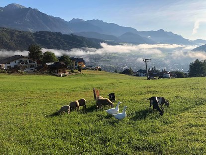 Urlaub auf dem Bauernhof - Umgebung: Urlaub in den Bergen - Österreich - Gänse, Esel Schafe und Ziegen beim Frühstück. - Abelhof
