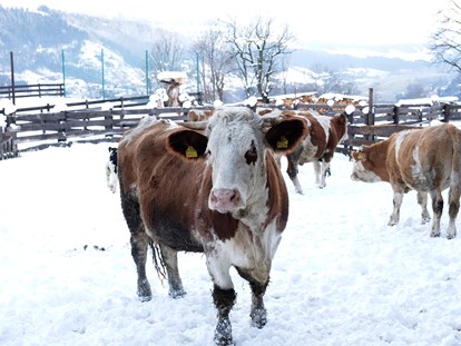 vacation on the farm - Austria - Die Mutterkühe sind im Sommer auf der Hochalm. - Abelhof