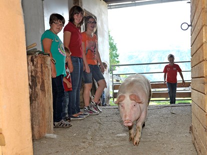 Urlaub auf dem Bauernhof - Top-Hof 2024 - Abends kommt das Schweinchen wieder in den Stall. - Abelhof