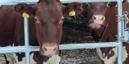 Urlaub auf dem Bauernhof - Nationalpark Hohe Tauern - Seit August 2022 sind unsere Kühe in einem neu Umgebauten Stall eingezogen .
 - Lahnhof