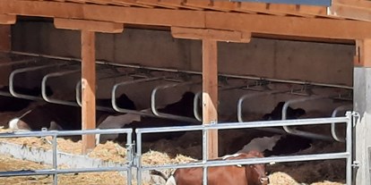 Urlaub auf dem Bauernhof - Nationalpark Hohe Tauern - Unsere Kühe genießen den außen Lege Bereich.  - Lahnhof