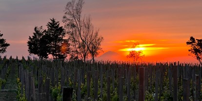 Urlaub auf dem Bauernhof - Art der Landwirtschaft: Weinbau - Italien - Tenuta di Castellaro Winery & Resort
