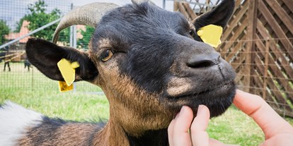 Urlaub auf dem Bauernhof - Tiere am Hof: Schafe - Deutschland - Ferienhof Ritter - Harz