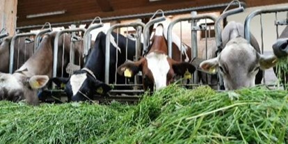 Urlaub auf dem Bauernhof - Tiere am Hof: Hasen - Vorarlberg - Wir sind ein stolzer Heumilchbetrieb mit Braunvieh, Red Hollstein und Hollstein Bestand mit Nachzucht. - Nahturhof