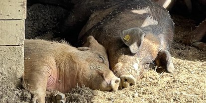 Urlaub auf dem Bauernhof - Terrasse oder Balkon am Zimmer - Burgenland - Duroc Schweine - Biohofgut Laschalt