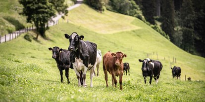 Urlaub auf dem Bauernhof - Fahrzeuge: Balkenmäher - Kühe Bioland zertifiziertes Biobeef - Untermairhof