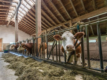 Urlaub auf dem Bauernhof - Tiere am Hof: Kühe - Italien - Pichlerhof
