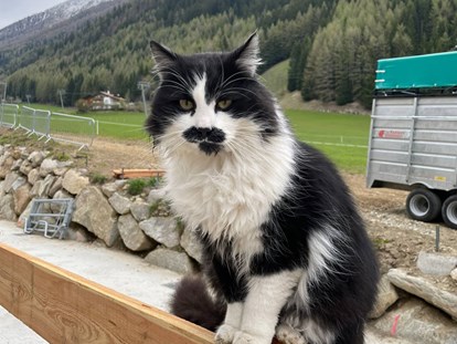 Urlaub auf dem Bauernhof - Tiere am Hof: Katzen - Trentino-Südtirol - Lechnerhof Vals