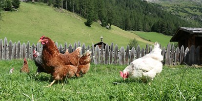 Urlaub auf dem Bauernhof - begehbarer Heuboden - Trentino-Südtirol - Unsere Hühner haben viel Freilauf - Oberhof