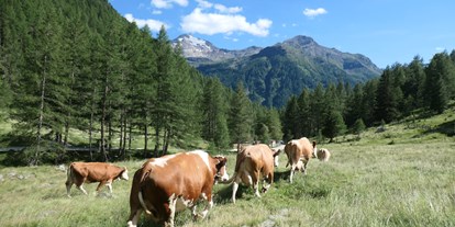 Urlaub auf dem Bauernhof - Trentino-Südtirol - Die Kühe genießen die Weidezeit im Sommer in der Nähe unseres Hofes - Oberhof