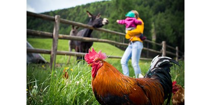Urlaub auf dem Bauernhof - Tiere am Hof: Ponys - Trentino-Südtirol - Obereggerhof