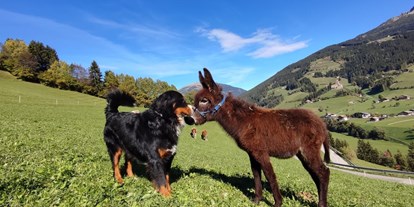 Urlaub auf dem Bauernhof - Tiere am Hof: Hunde - Italien - Mittnackerhof