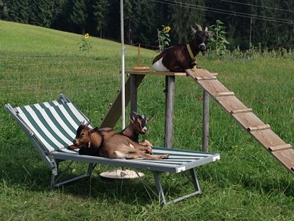 vacanza in fattoria - Austria - Zwergziegen zum "Kuscheln" für die Kinder - bei uns machen die Ziegen auch "Urlaub"  - Erbhof "Achrainer-Moosen"