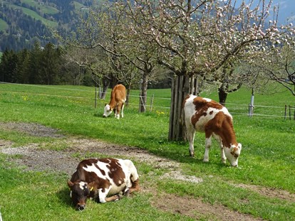 Urlaub auf dem Bauernhof - Mithilfe beim: Eier sammeln - Österreich - Erbhof "Achrainer-Moosen"