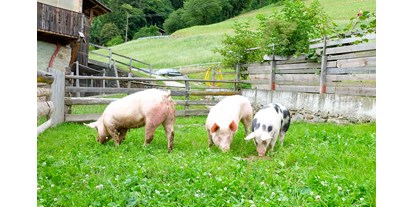 Urlaub auf dem Bauernhof - Tiere am Hof: Enten - Trentino-Südtirol - Lechnerhof 