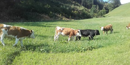 Urlaub auf dem Bauernhof - Fahrzeuge: Bagger - Tirol - Unsere Tiere auf der Weide! - Wermenerhof