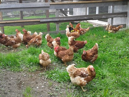 Urlaub auf dem Bauernhof - Traktor fahren - Österreich - Glückliche Hühner, leckere Eier - Reiterhof Alpin Appart