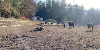 Urlaub auf dem Bauernhof - Camping am Bauernhof - Österreich - Die Pferdeherde beim Wälzen und Sonnen am Viereck. - NaturGut Kunterbunt 