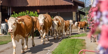 Urlaub auf dem Bauernhof - Gemeinschaftsterrasse - Kärnten - Milchkühe vom Weidegang - Bauernhof Malehof, Familie Struger
