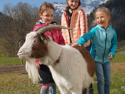Urlaub auf dem Bauernhof - Tiere am Hof: Kühe - Österreich - Spaziergang mit unserem braven "Benni" - Urlaub am Foidlhof