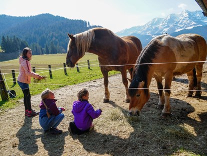 Urlaub auf dem Bauernhof - Frühstück - Österreich - Pferde "Kamilla" und "Kokosch" - Urlaub am Foidlhof